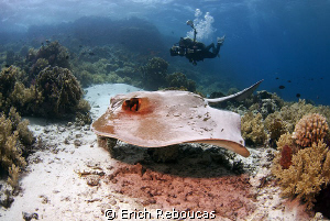 Underwater photographer at the "office"! by Erich Reboucas 